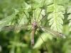 Tipula flavolineata
